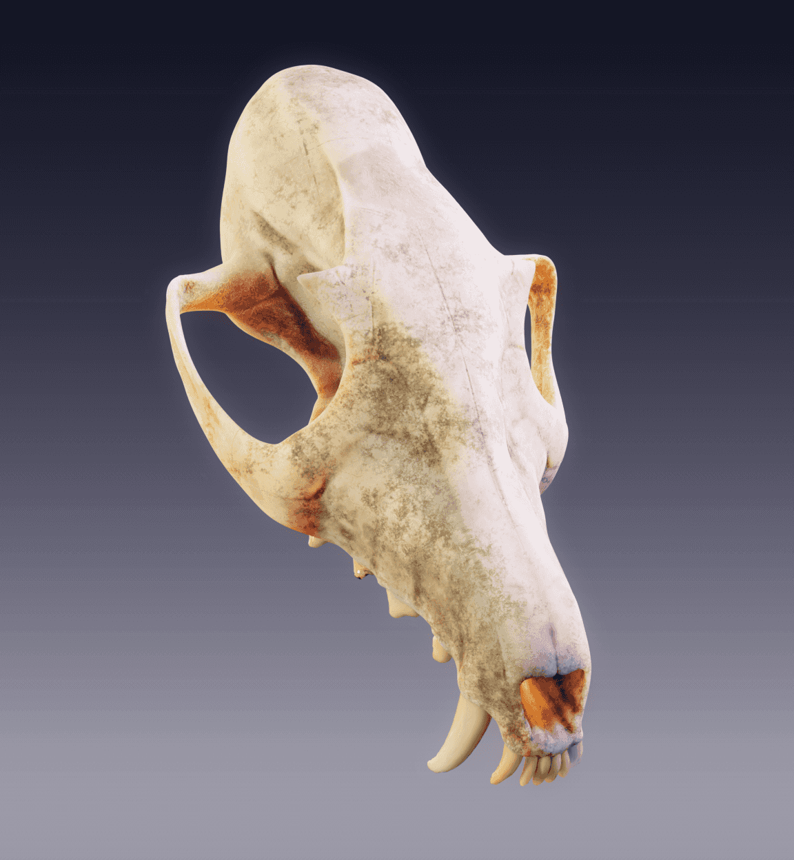 Skull created in Blender and Substance Designer